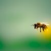Beiträge zum Welt-Bienen