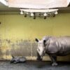 Nashorn-Nachwuchs im Zoo Osnabrück