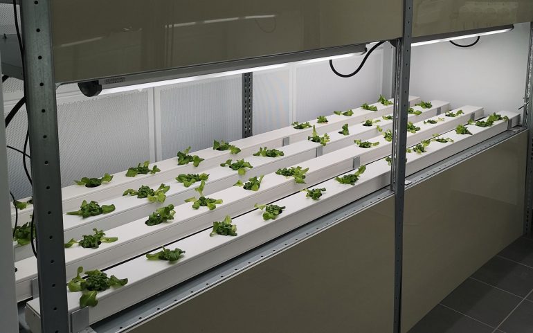 Indoorfarm FH Haste