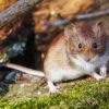 Infos zum Hantavirus