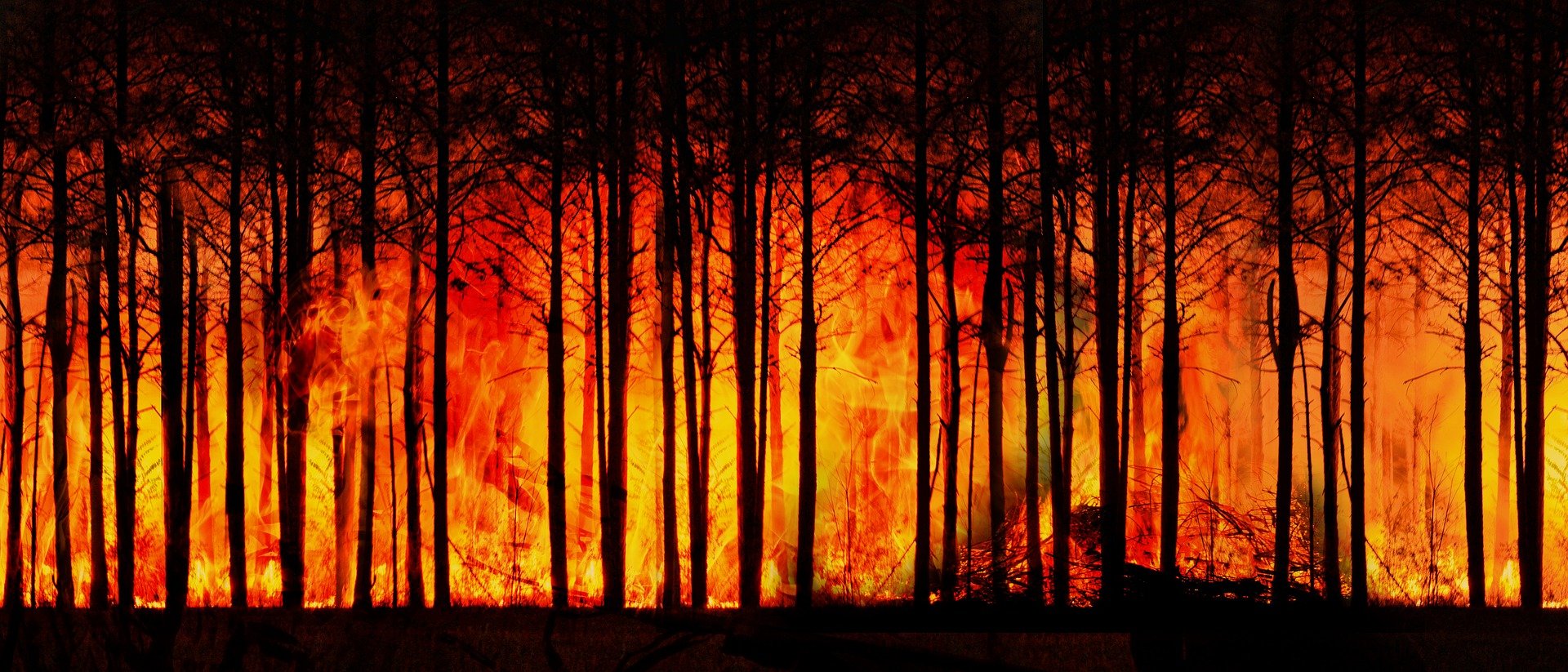 Waldbrandheld von @Fire aus Osnabrück