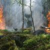 Die Waldbrandgefahr im Landkreis ist hoch