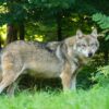 Wolf in der Region Bissendorf gesichtet
