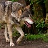 Landvolk zu Wolfproblem